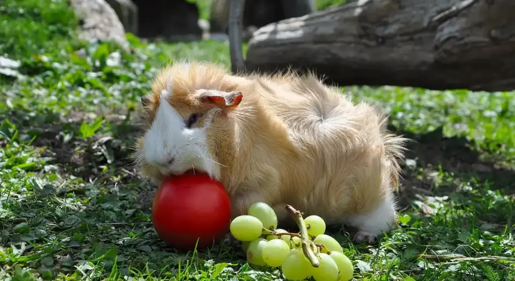 Guinea Pig Care: Your Simple Guide to a Happy Pet