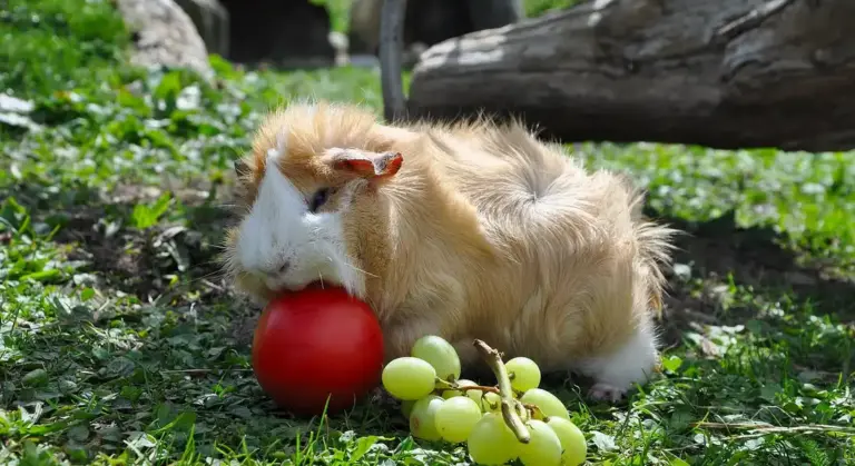 A light brown and white guinea pig on green grass, nibbling a red apple with a cluster of green grapes nearby.