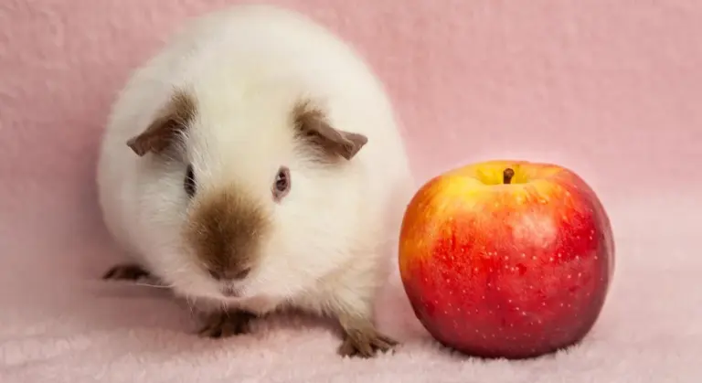 A fluffy white guinea pig with brown ears sits on a pink blanket next to a red apple