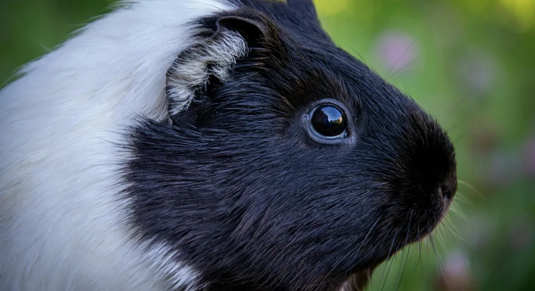 Close-up of a black and white guinea pig with a glossy coat and a green, out-of-focus background