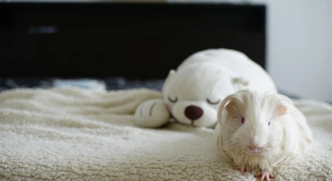 A white guinea pig resting on a soft beige blanket with a white plush toy in the background.
