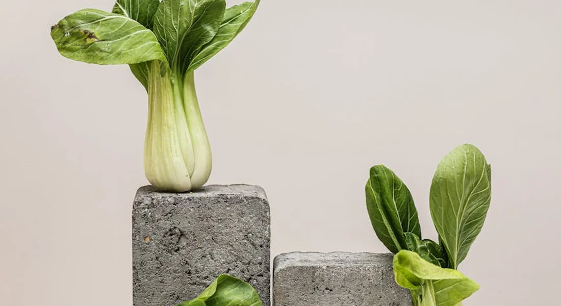 Fresh bok choy and choy sum greens arranged on gray concrete blocks