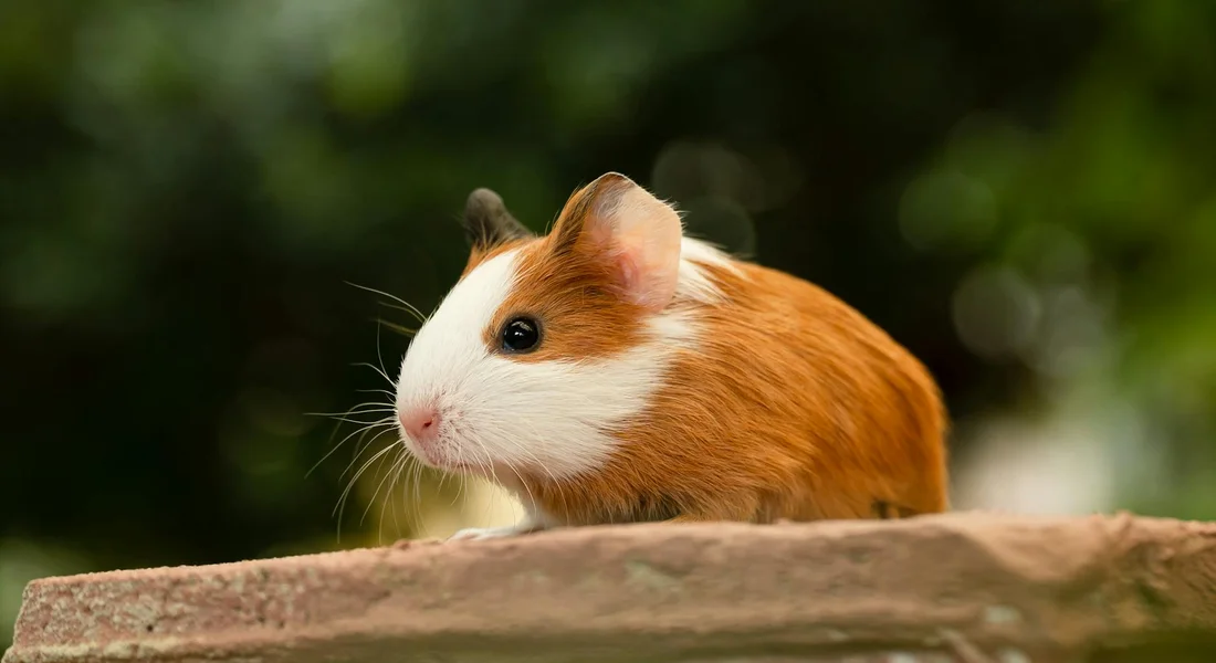 Close-up of a healthy guinea pig with orange and white fur perched on a wooden ledge in a green outdoor setting, looking alert and calm.