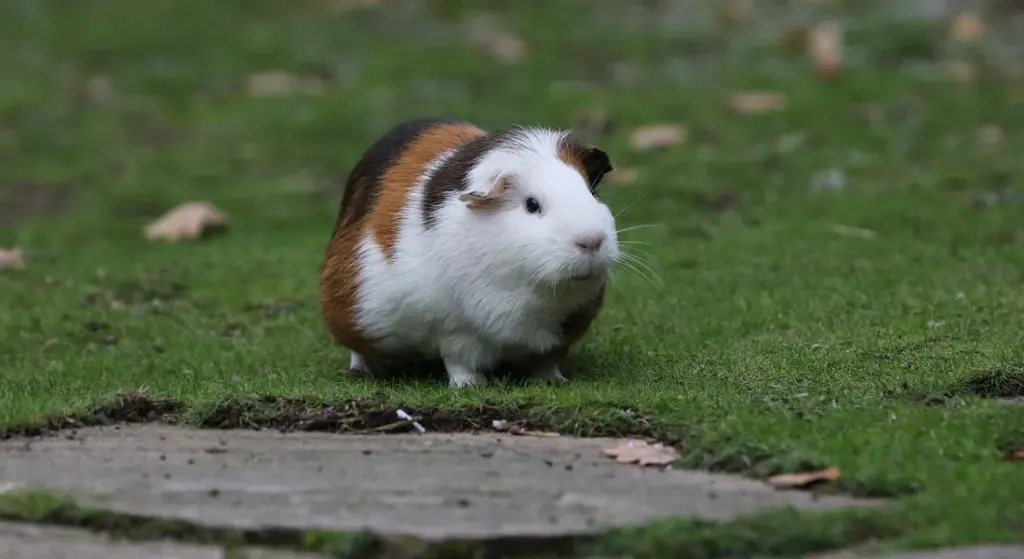 How Long Does It Take for Guinea Pigs to Bond With Each Other?