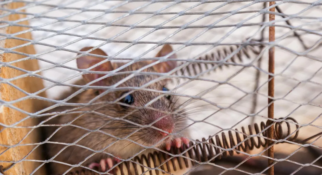 Guinea pig inside a wire cage, seen through metal bars with a coiled wire toy in the foreground.