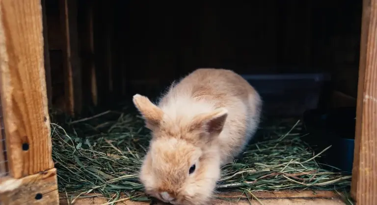 Light brown guinea pig resting on hay inside a wooden cage.