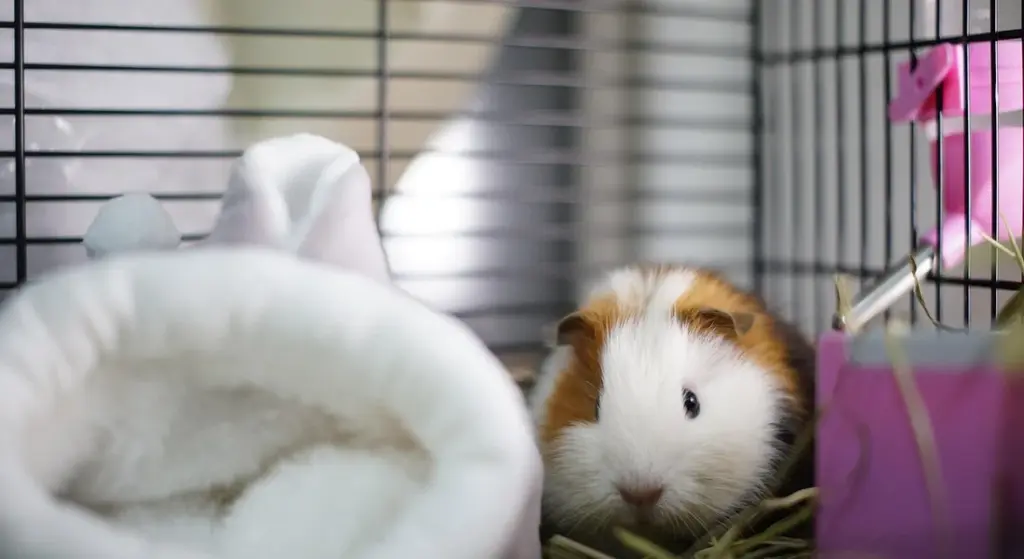 How to Clean a Guinea Pig Cage Properly: A Step-by-Step Guide