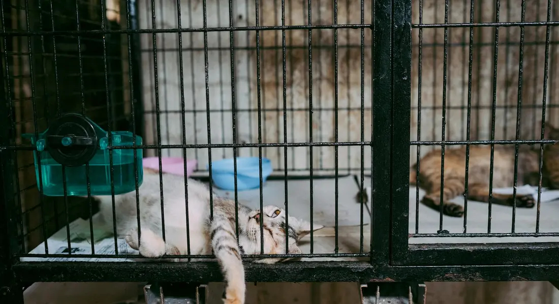 Two guinea pigs inside a metal, multi-level cage; one white and beige pig lies on the lower level near a water bottle, while a brown pig is on the far side. Various cage accessories are visible.