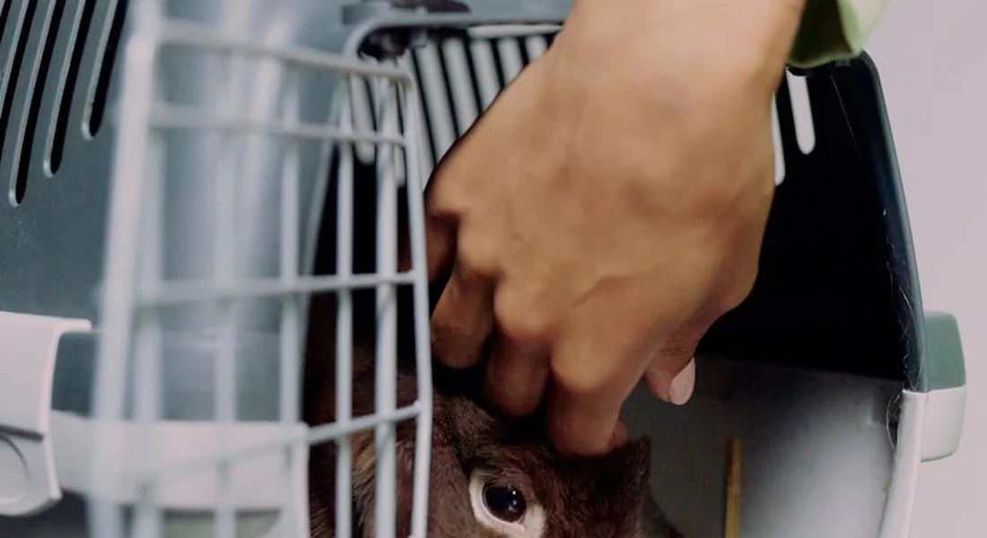 Close-up of a hand placing a guinea pig into a sturdy plastic cage, illustrating a safe enclosure.