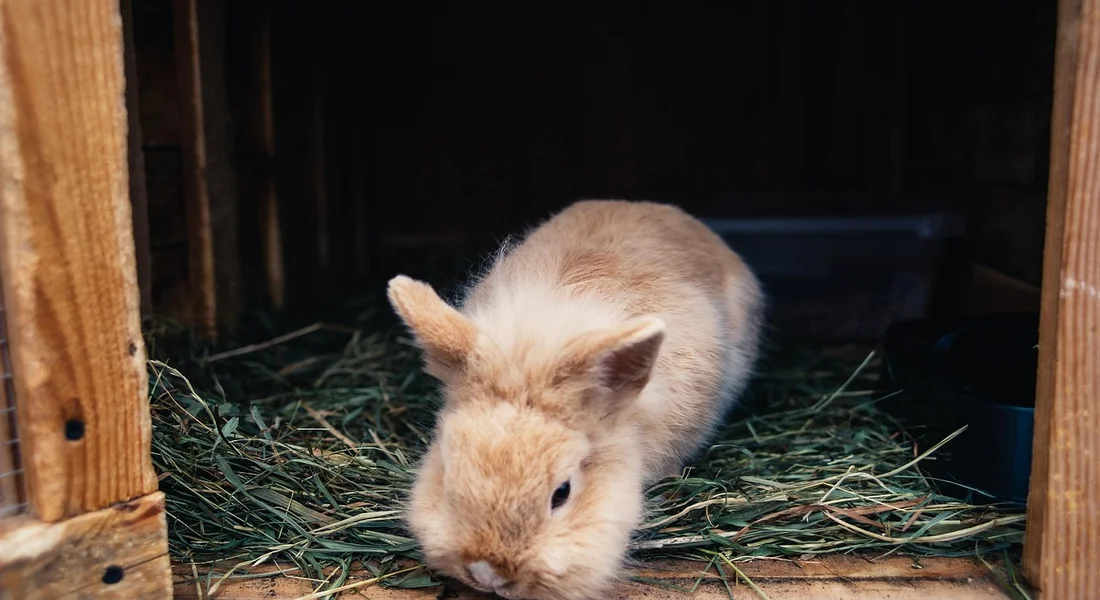 Gallery Detail: What Size Cage Do Guinea Pigs Need Complete Space Requirements