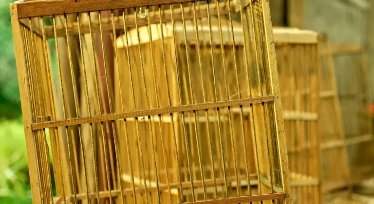 Wooden guinea pig cages with vertical bars arranged outdoors, showing gaps and proximity between cages.