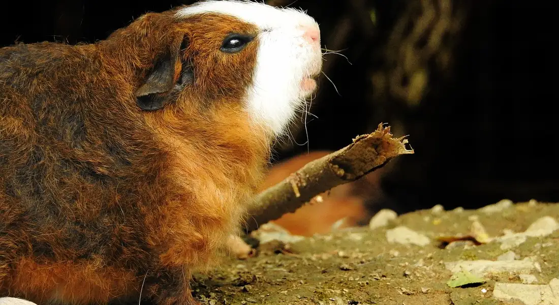 Guinea pig chewing a cardboard fragment outdoors