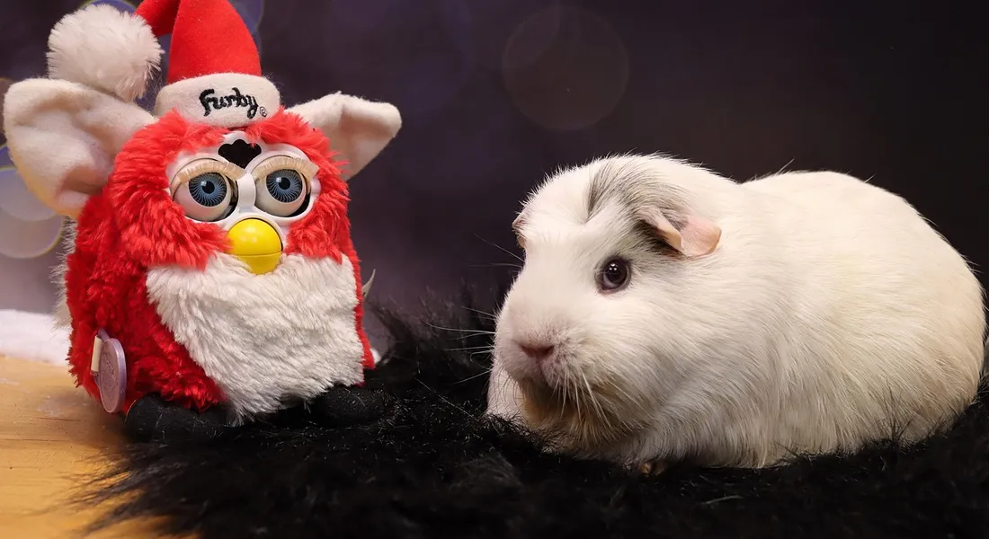 White guinea pig sitting beside a red plush cat toy with large eyes on a dark surface.