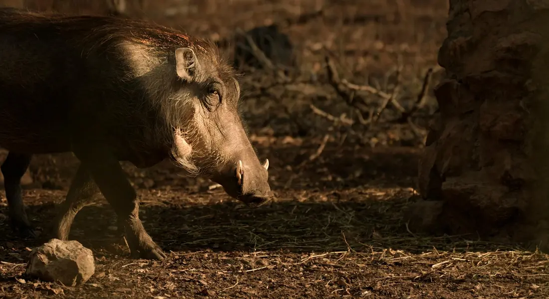 Close-up of a dark pig-like mammal foraging on the ground in a natural setting, used as a visual illustration for guinea pig diet considerations.