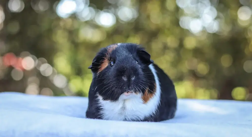 Can Guinea Pigs Eat Cinnamon?