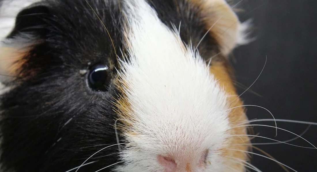 Close-up of a tricolor guinea pig with black, white, and brown fur.