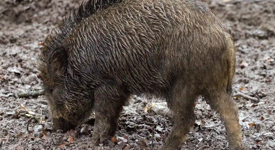 Mud-covered guinea pig standing on a dirt floor
