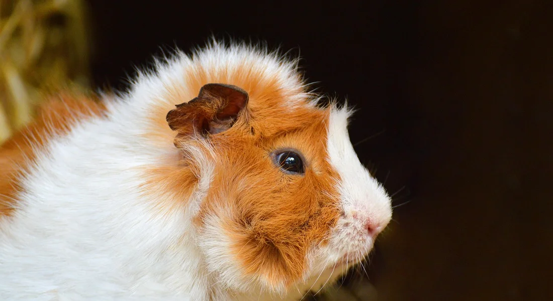 Close-up profile of a fluffy orange and white guinea pig looking to the left