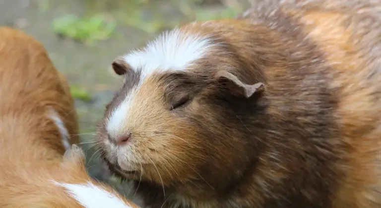 Close-up of a guinea pig with white and brown fur, eyes closed, resting.