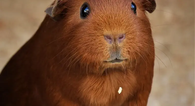 Close-up of a brown guinea pig looking at the camera with a calm, curious expression