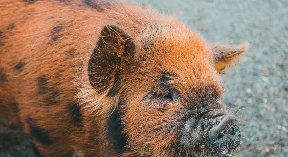 Close-up of a brown and black guinea pig with textured fur and a dark nose