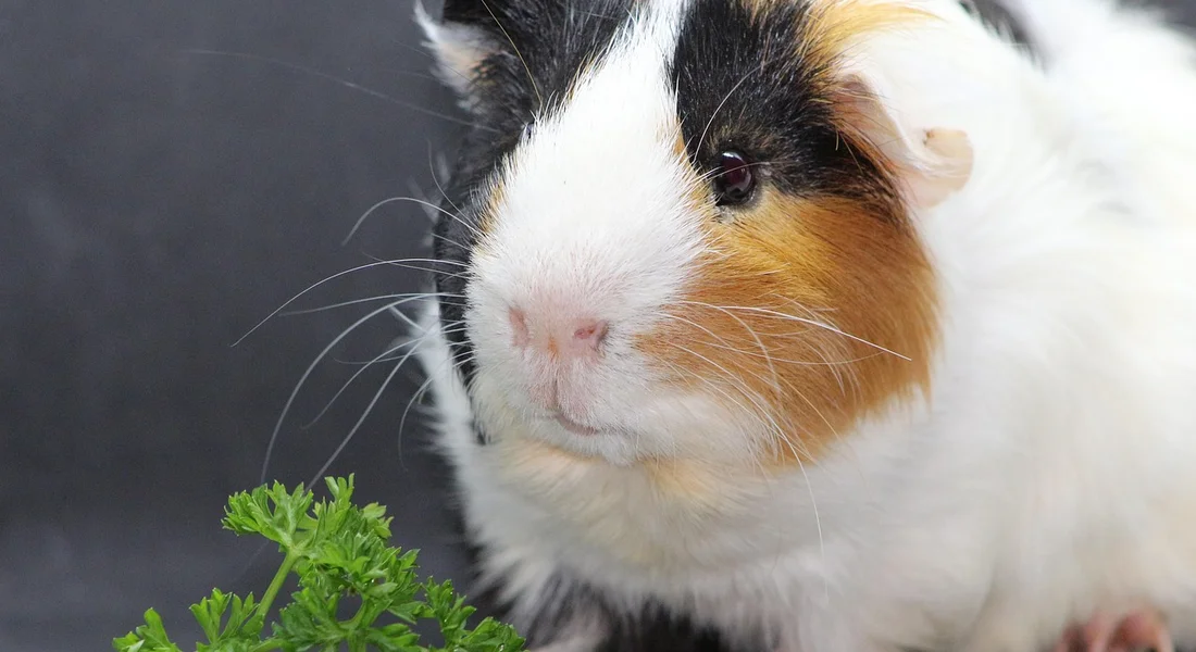 Close-up of a tri-colored guinea pig (white, black, and tan) with a small sprig of parsley in front.