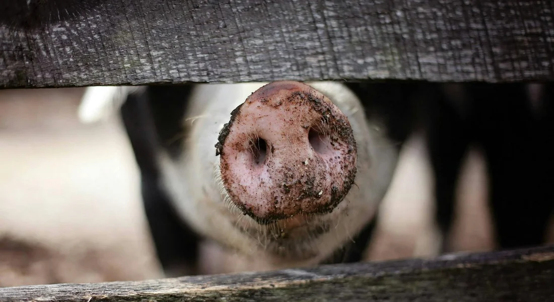 Close-up of a guinea pig's snout peeking through wooden slats, with a muddy nose.