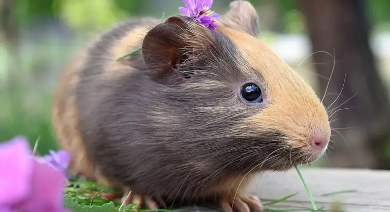 Guinea pig with a small purple flower on its head, sitting on grass outdoors