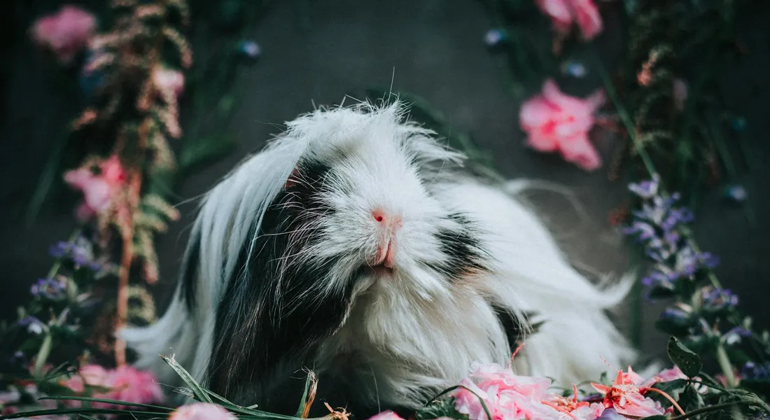 Fluffy guinea pig surrounded by pink and purple flowers in a garden, with daisies and pansies visible.