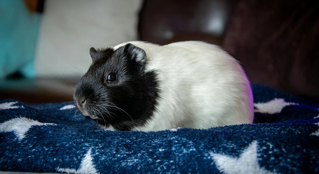 Black and white guinea pig resting on a blue star-pattern blanket.