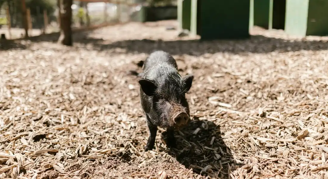 Dark-colored guinea pig standing on wood-chip bedding outdoors