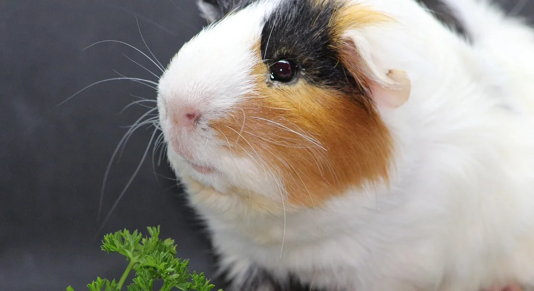 Close-up of a tri-colored guinea pig (white, black, and orange) with a small sprig of parsley in the foreground