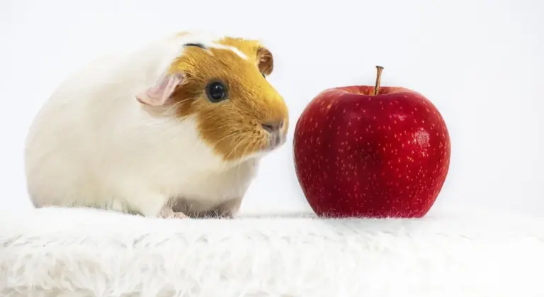 A guinea pig on a white surface looking at a red apple against a white background.