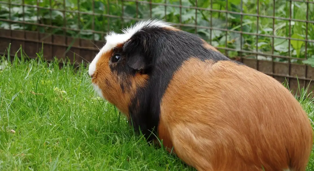 Tri-color guinea pig (brown, black, and white) on green grass near a wire fence.