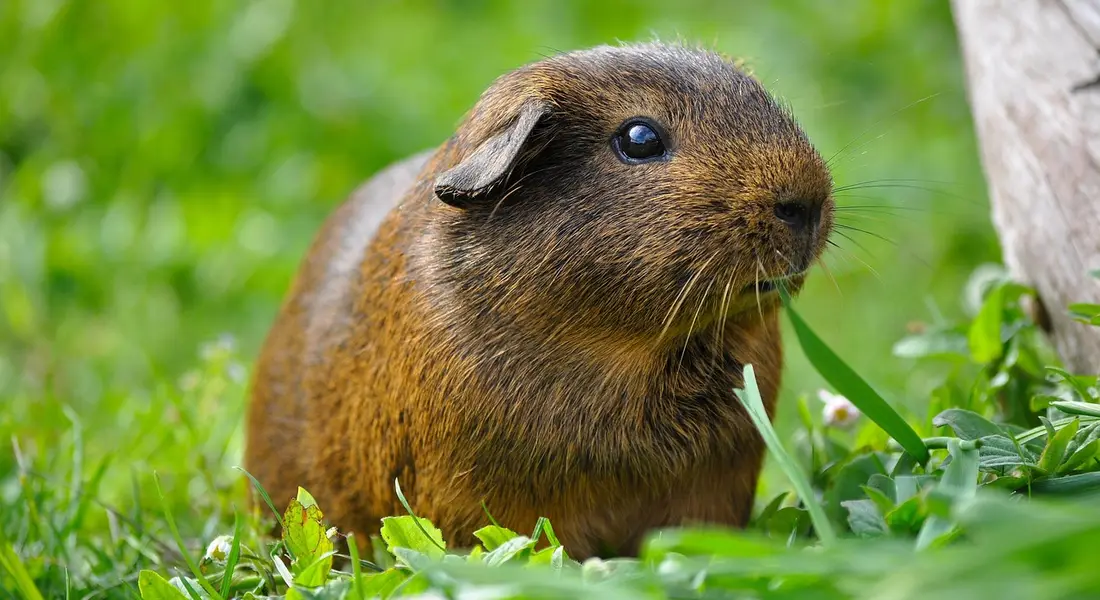 Close-up of a brown guinea pig nibbling on green grass in a sunny outdoor setting