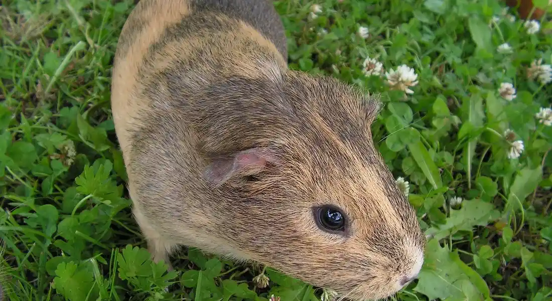 A brown guinea pig standing among green clover and grass, looking alert