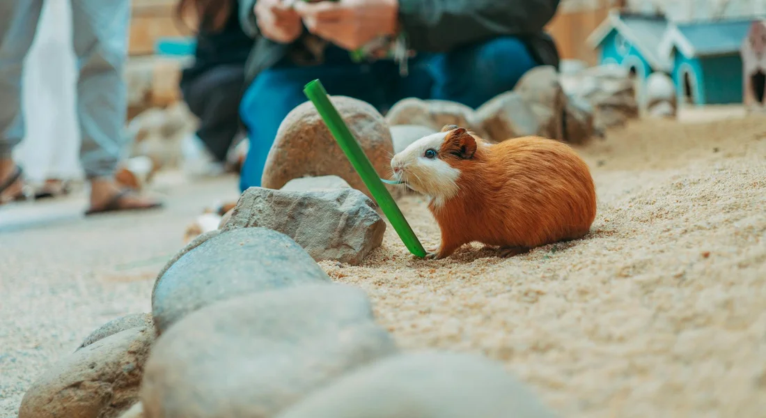 Guinea pig in a sandy enclosure sniffing a green dill stem, with rocks nearby and blurred people in the background