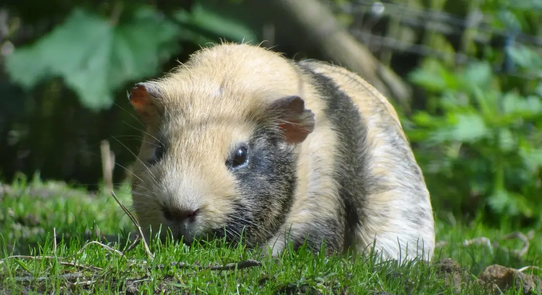 A guinea pig with tan and black fur sits on green grass outdoors, near leafy foliage.