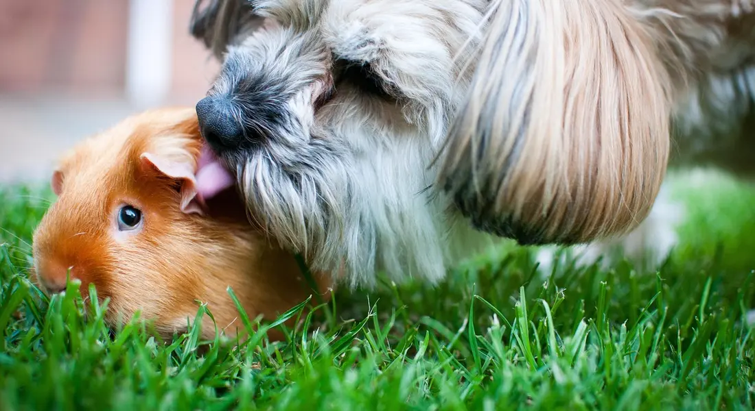 Guinea Pig Personality and Temperament: Your Guide to Their Unique ...