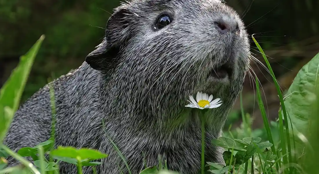 Close-up of a grey guinea pig in green grass with a small white daisy in front of its mouth