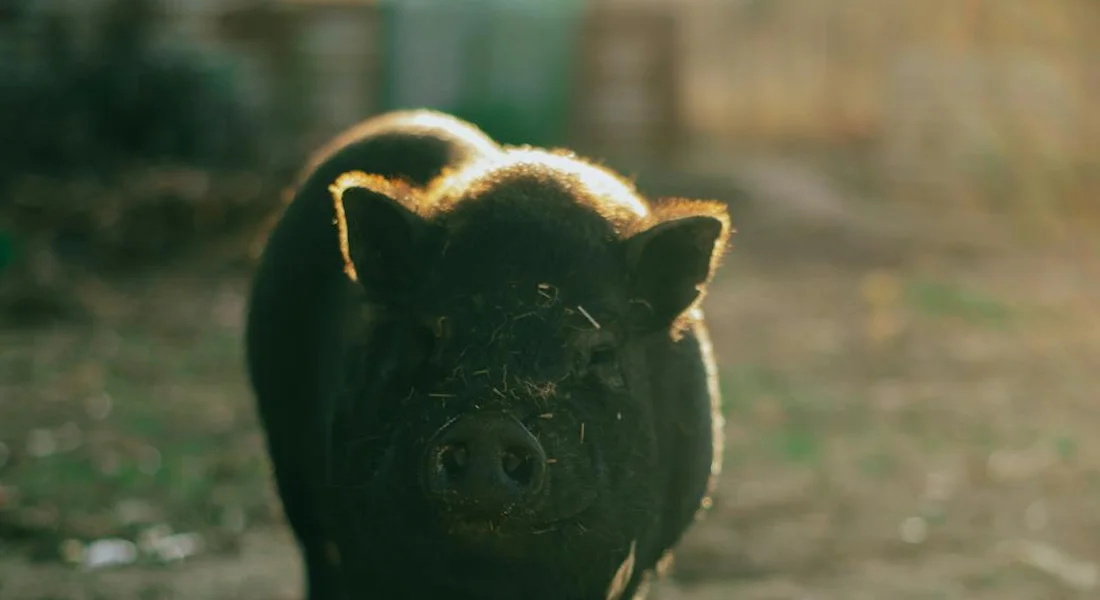 Close-up of a guinea pig standing in a sunlit outdoor area, facing the camera.