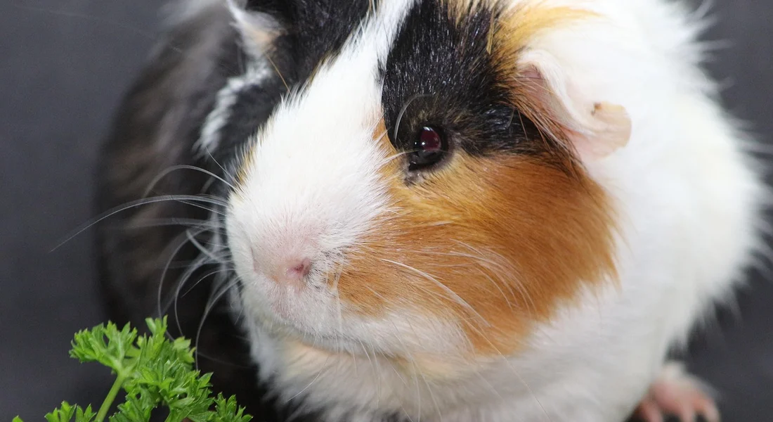 Close-up of a tri-colored guinea pig (white, orange, and black) with a pink nose and whiskers, nibbling green leafy foliage.