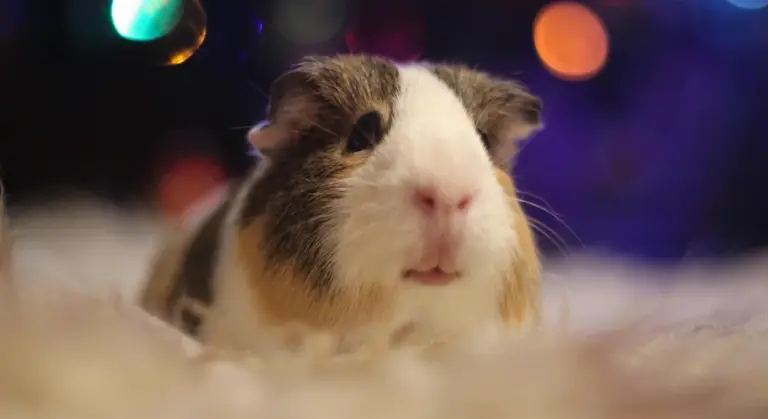 Close-up of a brown and white guinea pig resting on a soft surface with a blurred, colorful background.