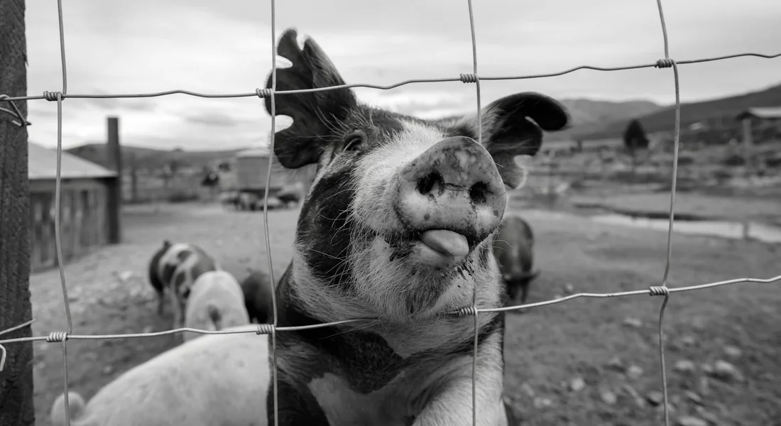 Close-up of a guinea pig pressed against a wire fence with its tongue out, in a pen outdoors.