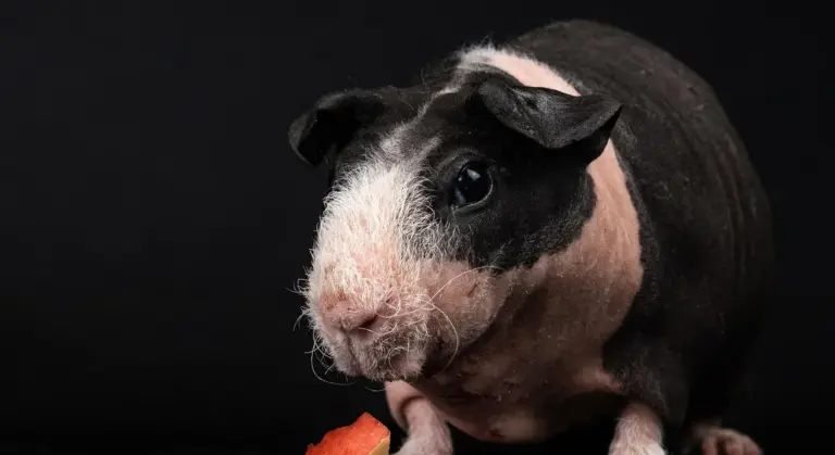 Close-up of a black-and-white guinea pig with a pink nose and long whiskers, against a dark background, with a small piece of carrot in the foreground.