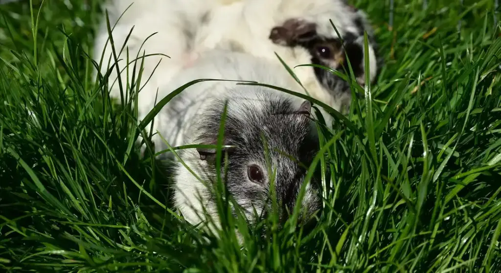 Guinea Pig Euthanasia: Making the Heartbreaking Choice