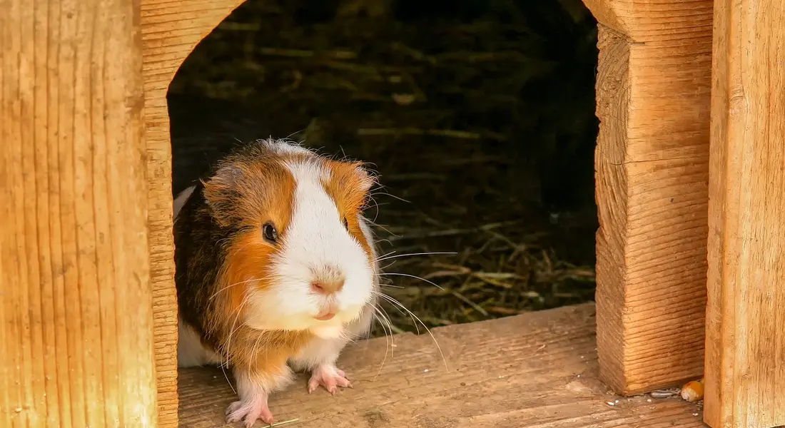A brown and white guinea pig peeks out from a wooden shelter with hay inside