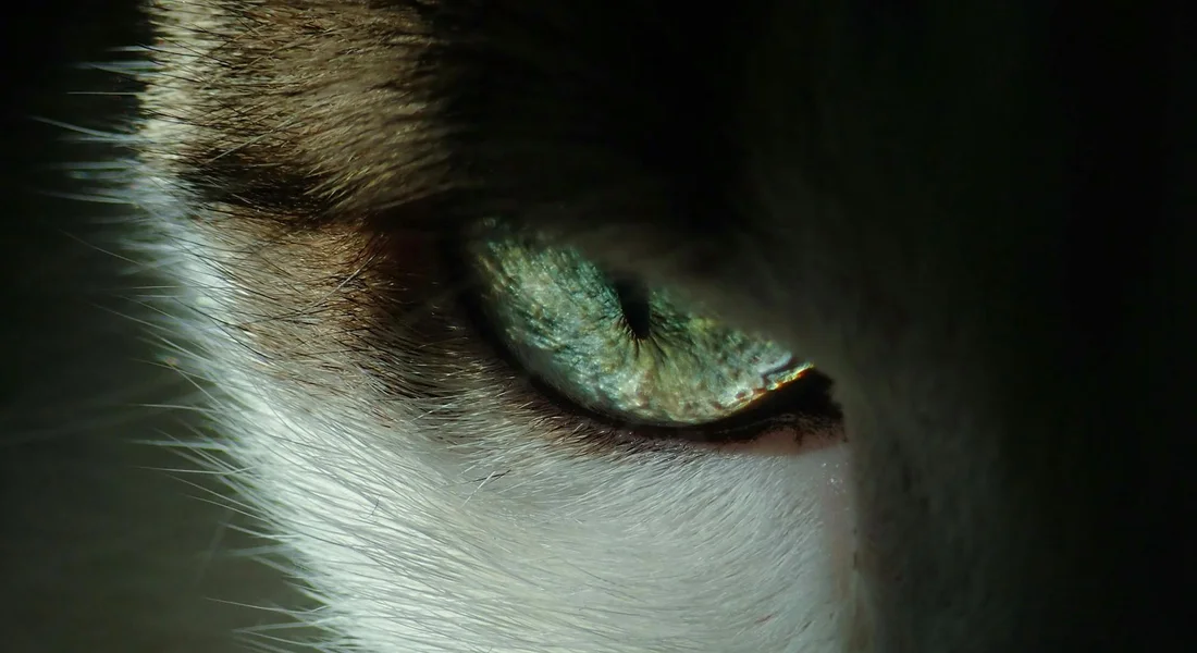 Close-up of a guinea pig's green eye surrounded by white fur in low light