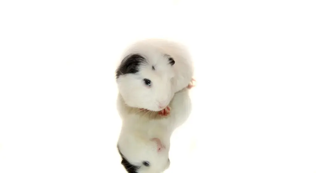 Guinea Pig Eye Colors: Understanding Red and Blue Eyes