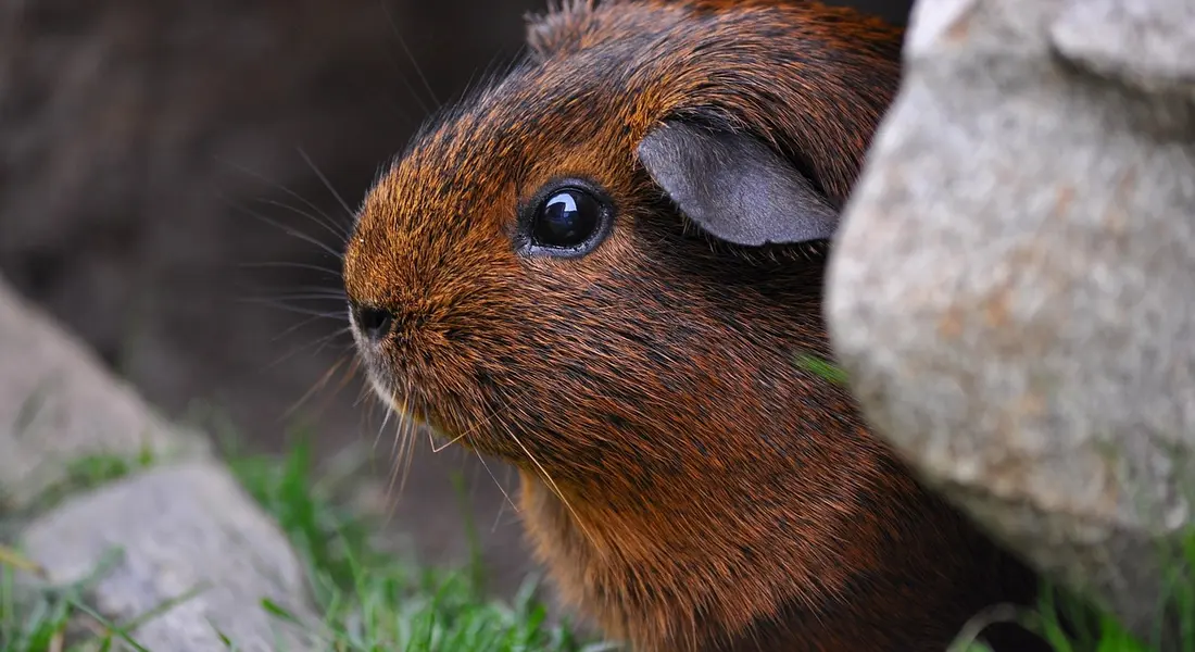 Close-up of a brown guinea pig peering from between rocks with its eye in clear focus.